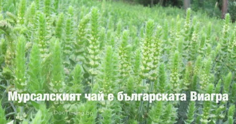 Мурсалският чай – българската Виагра