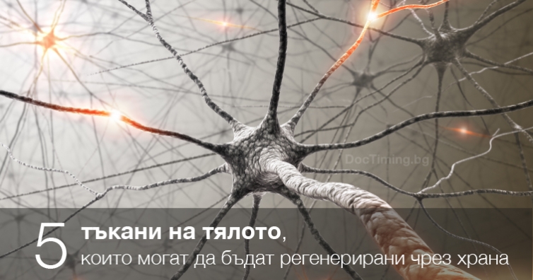 5 тъкани на тялото, които могат да бъдат регенерирани чрез храна