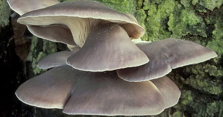 Гъбата кладница лекува тумори