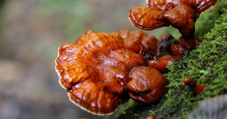 Преборете рака на дебелото черво с тези природни рецепти