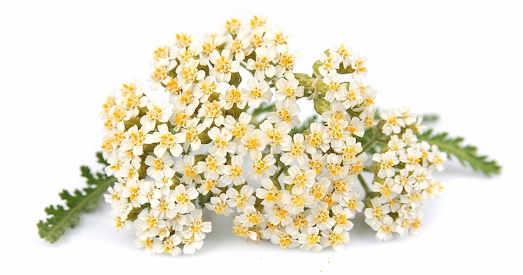 Билка за мъже и жени