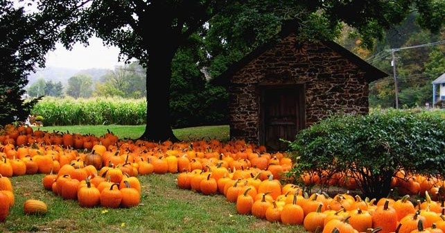 Оранжевите храни намаляват риска от рак