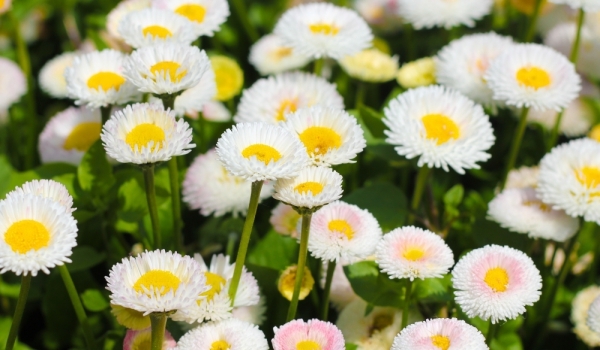 Какви са ползите от билката паричка?