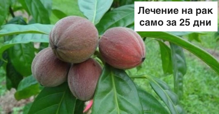 Плодовете на австралийско дърво – доказани за лечение на 75% от всички видове рак в срок от 25 дни