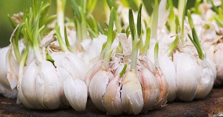 Древен немски лек за непоклатимо здраве