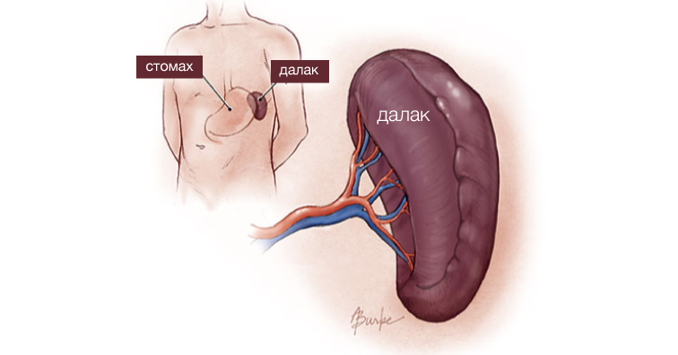 Имам ли далак и мога ли без него?
