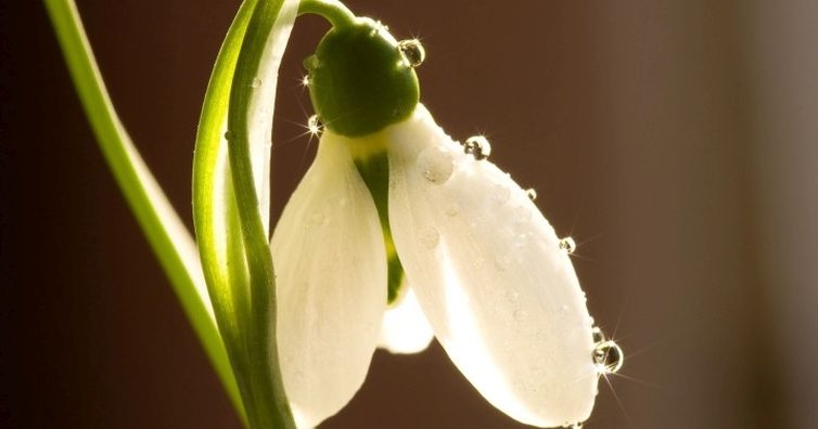 Пролетно лечение с пролетни цветя