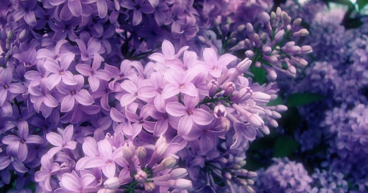 Крем от люляк срещу ревматизъм