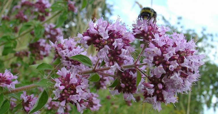 Риганът -  билката на траките