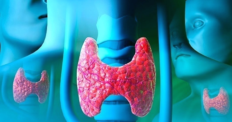 Предстои информационна и скрининг кампания за болестите на щитовидната жлеза