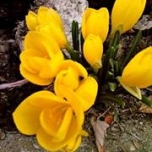 снимка на Павлина Йорданова снимка на Павлина Йорданова